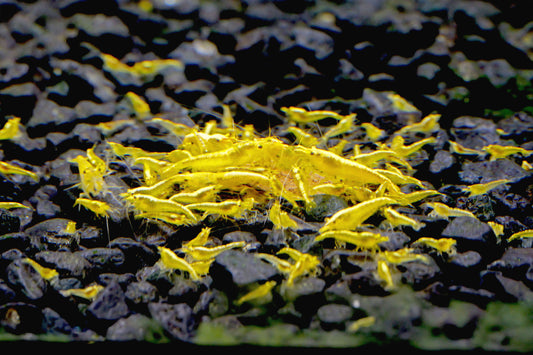 Yellow Goldenback Neocaridina Shrimp - 10 pack + 1 free