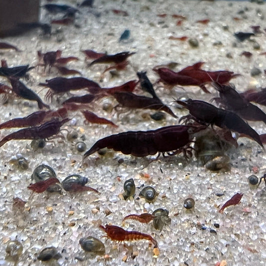 Bloody Mary Neocaridina Shrimp -10 pack + 1 free