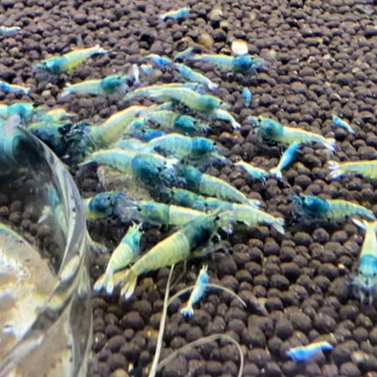 Blue Bolts Caridina Shrimp (5 or 10 pack)