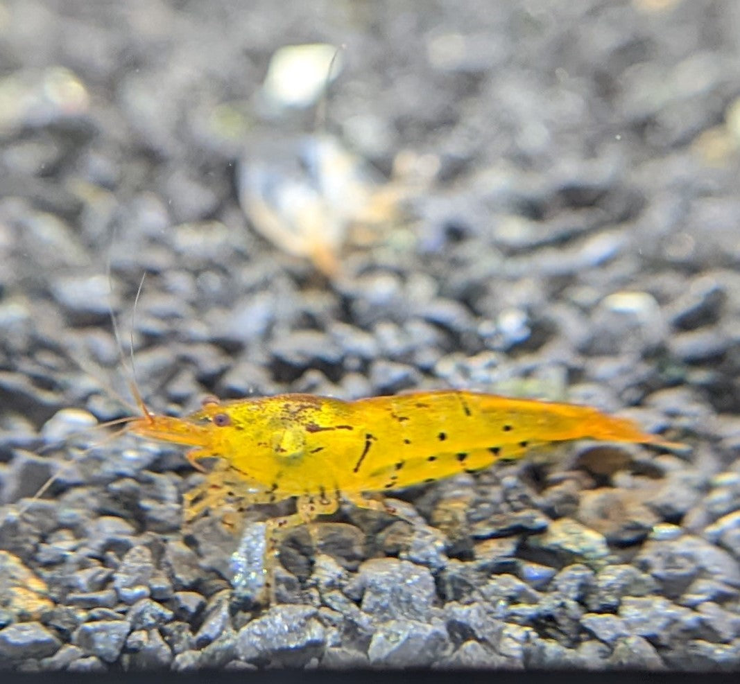 Tangerine Tiger Shrimp (Soft Water/Caridina parameters) (5 or 10 pack)