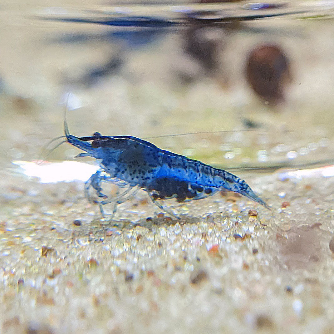 Blue Dreams Neocaridina Shrimp - Medium Grade - 10 pack + 1 free